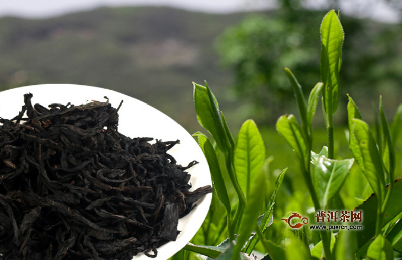 陈皮黑茶的功效与作用,黑茶的喝法