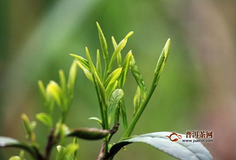 班玛藏茶的功效,班玛藏茶的营养价值