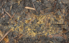 金花藏茶有什么功效?雅安金尖黑茶的特点